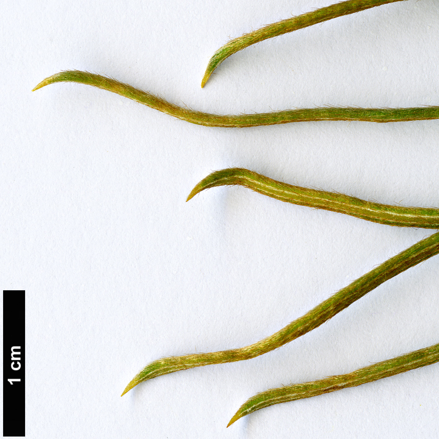High resolution image: Family: Proteaceae - Genus: Dryandra - Taxon: speciosa - SpeciesSub: subsp. macrocarpa